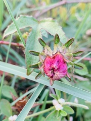 Hibiscus surattensis