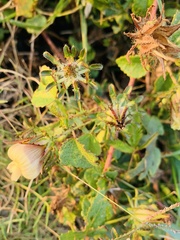Hibiscus surattensis