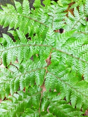 Ctenitis subglandulosa