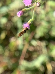 Toxomerus floralis