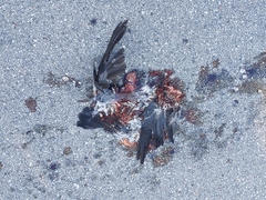 Patagioenas leucocephala