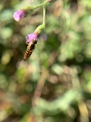 Toxomerus floralis