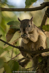 Sciurus variegatoides helveolus