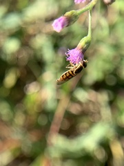 Toxomerus floralis