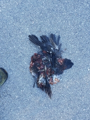 Patagioenas leucocephala