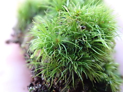 Campylopus flexuosus