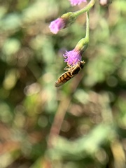 Toxomerus floralis
