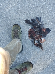 Patagioenas leucocephala