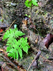 Tectaria devexa