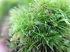 Campylopus flexuosus