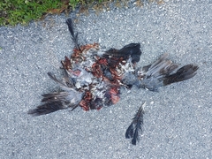 Patagioenas leucocephala