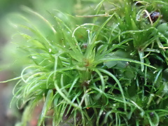 Campylopus flexuosus