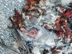 Patagioenas leucocephala