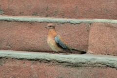 Streptopelia senegalensis