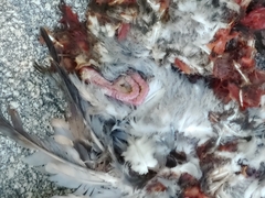 Patagioenas leucocephala