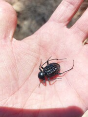 Somaticus aeneus