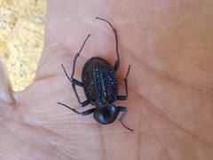 Somaticus aeneus