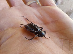 Somaticus aeneus