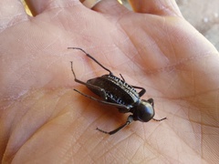 Somaticus aeneus
