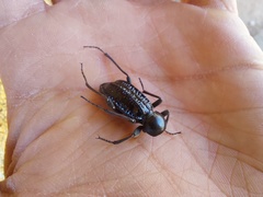 Somaticus aeneus