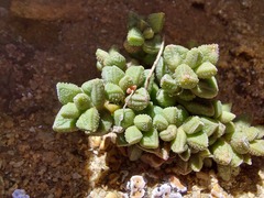 Crassula elegans