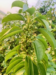 Excoecaria agallocha