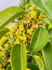 Excoecaria agallocha