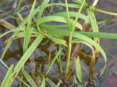 Leersia