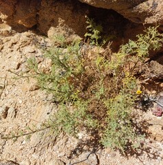 Pentzia