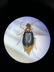 Lebia marginata