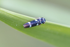 Macugonalia leucomelas