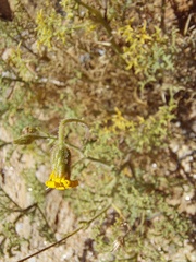 Pentzia