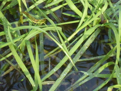 Leersia