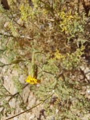 Pentzia