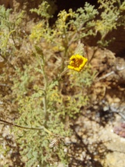 Pentzia