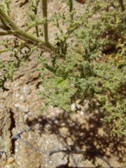 Pentzia