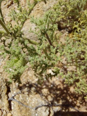 Pentzia