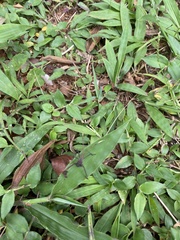 Acanthocephalini