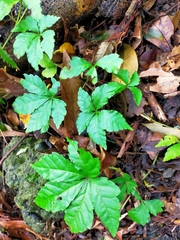 Tetrastigma obtectum