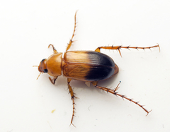 Phyllotocus macleayi