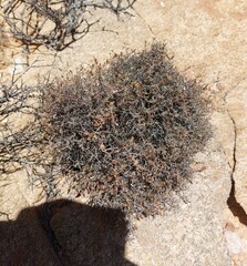 Amphiglossa