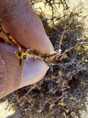 Amphiglossa