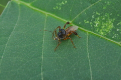 Notocyrtus dispersus