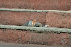 Streptopelia senegalensis