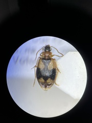Lebia scapularis