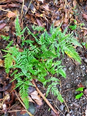 Pteris dispar