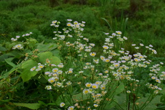 Erigeron philadelphicus