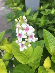 Pseuderanthemum carruthersii