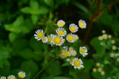 Erigeron philadelphicus