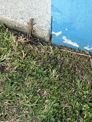 Leiocephalus carinatus